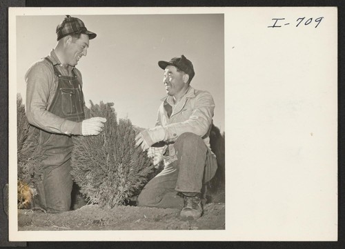 Kiiche Tange, employed at the Bowman Nursery between Amarillo and Hereford, Texas, is shown talking with B. H. Massey, a