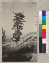 Pinus monticola on crest of Spanish Peak, near Camp Califorest. August, 1923