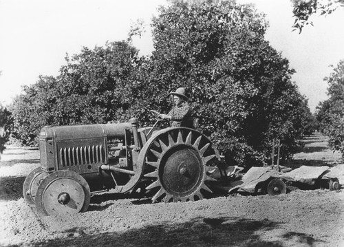 August Eltiste demonstrates a tractor from M. Eltiste & Company by plowing in an orange grove, ca. 1935