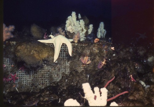 Cape Armitage exclusion cage in 1985. during Paul Dayton's benthic ecology research project. near McMurdo Station, Antarctica. 1985