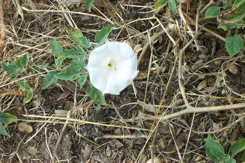 Close, high-angle view of white flower with green leaves