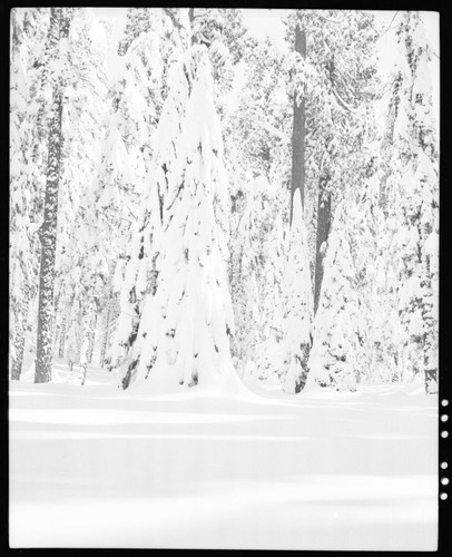 Winter Scenes, Snow Covered Tree near General Sherman Tree, 132 inches on ground day picture was taken
