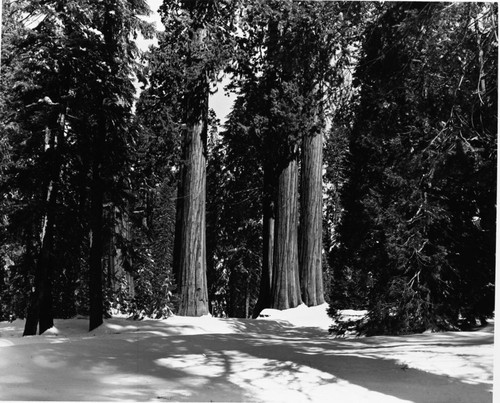 Giant Sequoias Winter Scenes