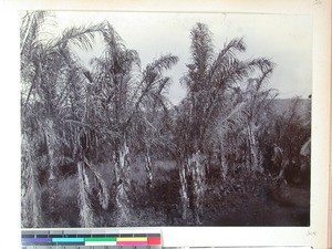 Date palms on the road Toamasina - Antananarivo, Madagascar, ca.1890