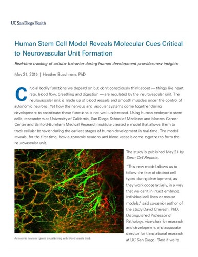 Human Stem Cell Model Reveals Molecular Cues Critical to Neurovascular Unit Formation