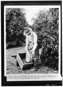 Worker emptying oranges from a special picking sack, ca.1925