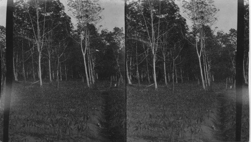 A Rubber Plantation. Trees 2 months old in the foreground; Trees 8 years old in the background. Basilan Island, P.I