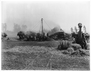 Bean threshing operation on the Centinela Ranch (later Inglewood), 1903
