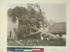 After a storm and flash of lightning a huge tree hit a teacher's home, Ambohimasina , Madagascar, ca.1908