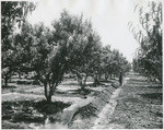 [Peach orchard, Sutter-Yuba County area]