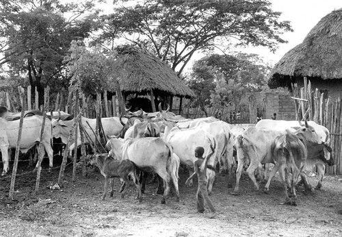 Boy walking with cattle herd, San Basilio de Palenque, 1976