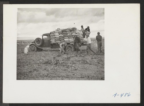 Evacuee farmers loading a truck with recently dug potatoes at the farm at this relocation center. Photographer: Stewart, Francis Newell, California