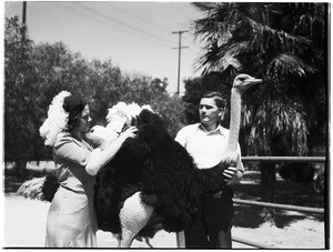 Man and woman shearing feathers off an ostrich in Lincoln Park
