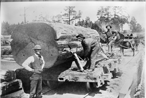 Logging, Rolling sequoia logs off a flat car