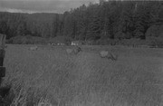 Elks in Tulare County, California, 1937, 002