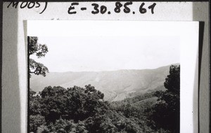 Bilder v. der Reise auf den Kamerunberg m. Bächtold 1937. Landschaft über d. Waldrand