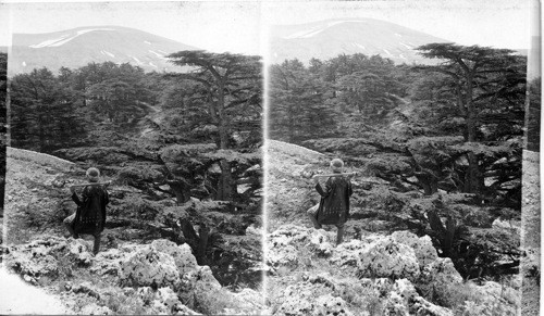 Cedars of Mt. Lebanon - once mighty groves that supplied wood for Solomon’s Temple. Syria