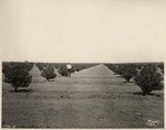 Young Peach Orchard in the Sutter Basin