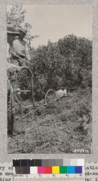 Curry of the Forest Experiment Station developed this mounting for an electric hand-saw for use in cutting fire lines in brush. Power is developed by a gasoline engine generator outfit on a truck. It needs 2 to 4 men besides the operator to remove brush and keep things cleared away. August 1932. Metcalf