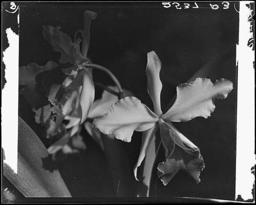 Orchid, Los Angeles, [1931?]