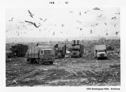 Seagulls at dump site