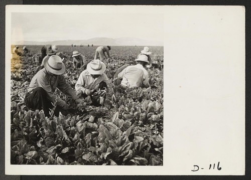 Harvesting spinach. Photographer: Stewart, Francis Newell, California