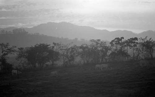 Cattle roaming free, San Basilio de Palenque, 1977