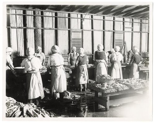 Women fish cannery workers, Los Angeles, California