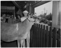 Elsie the Borden Cow, star of the 1940 film "Little Men," looking over a fence, Los Angeles, 1940