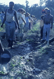 Peoples Temple Members Working in Water Brigade To Irrigate Crops, Jonestown, Guyana