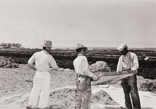Japanese employees screening seed by hand for Burpee Seeds : Lompoc : 1939
