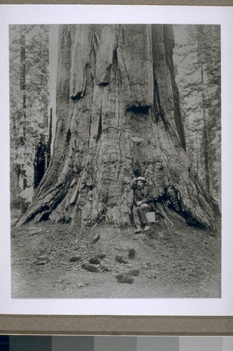 [Eadweard Muybridge sitting at the base of a redwood tree.]