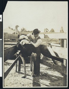 Man tending to an ostrich at the Bentley Ostrich Farm in San Diego, ca.1900