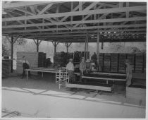 Loading Prunes on Drying Trays, c. 1940