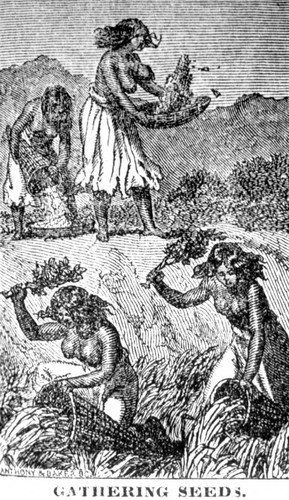 Illustration : Indians Gathering Seeds
