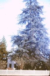 Cedar of Lebanon tree planted at the Burbank Home and Gardens in Santa Rosa