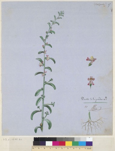 [California flowering plant]