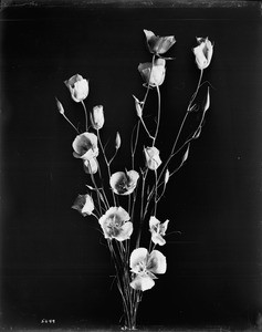 Specimen of a Mariposa lily, ca.1920