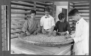Students working with mating moths, Guangzhou, Guangdong, China, ca.1930