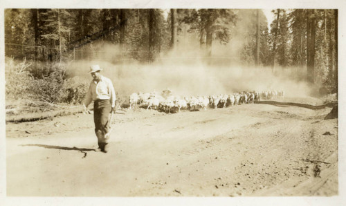Man with sheep on road