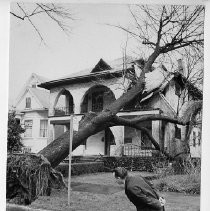 View of an uprooted tree showing the damage to the residence at 1723 Capitol Ave in 1967