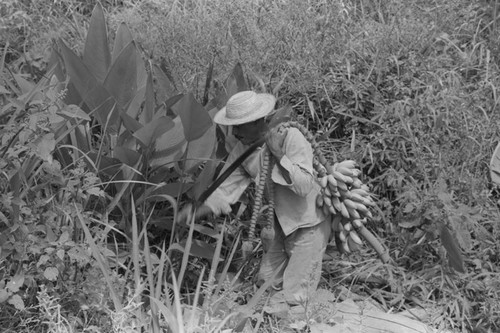 Man harvesting bananas, San Basilio de Palenque, 1976