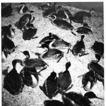 Photographs from Wild Legacy Book. Photograph, sea birds nesting