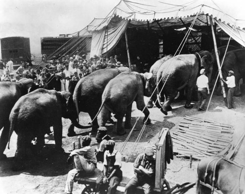 Performing elephants