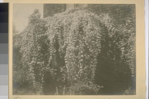 [Unidentified residence]--Flowers in window box, Berkeley, California