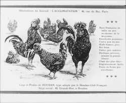 Coqs et poules de houdan : type adopte par le Houdan-Club Francais Siege social, 45, Grande-Rue, a Houdan