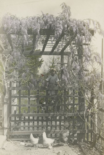 Harold Dittmer as a young boy, posing under wisteria-covered arbor at Dittmer home, Orange, California, 1917