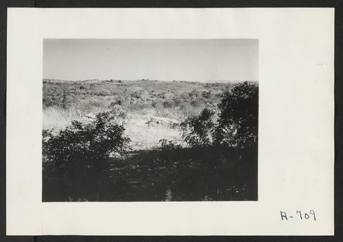 Evacuee property. A view of a farm formerly operated by a farmer family of Japanese descent. This hillside farming area is sub marginal with frequent outcroppings of rocks and patches of very shallow soil. Photographer: Stewart, Francis Penryn, California