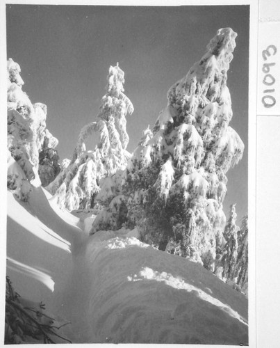 Snow-covered trees, Mount Wilson Observatory