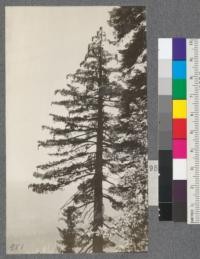 Top of thrifty Sugar Pine, loaded with cones. On trail to summit of Spanish Peak at elevation of about 6200'. Plumas County, California. August, 1920. E.F